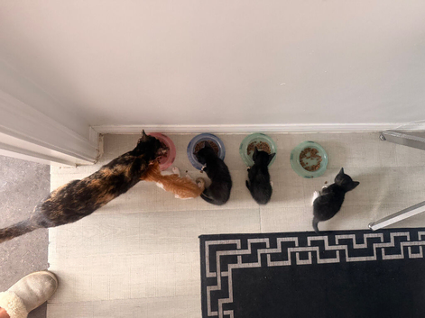 Kittens available