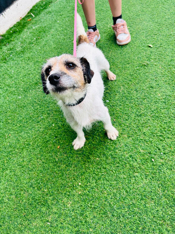 Jack Russell bitch
