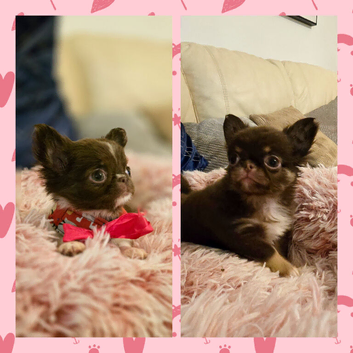Ready now! Quality chihuahua longcoat pups