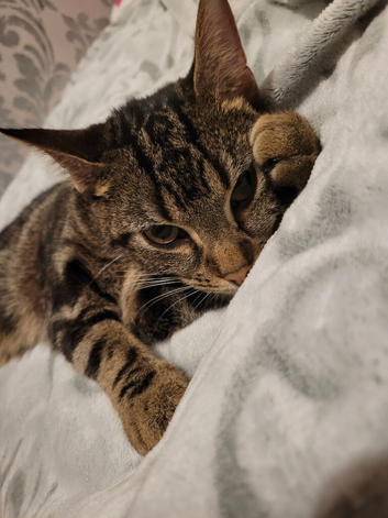 Cat for rehome