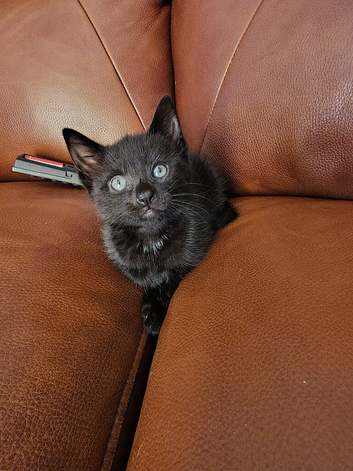 Female kitten