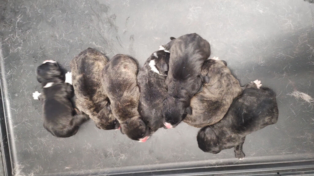 American/bull breed mixed