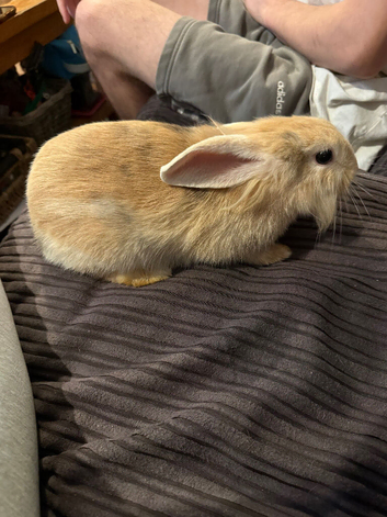 Female Rabbit For Sale