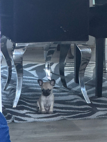 Beautiful grey Chihuahua puppies