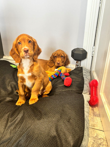 Cocker spaniel puppies
