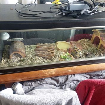 Male and female horsefield tortoises