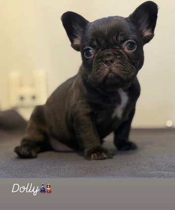 READY NOW French bulldog puppies