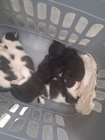 British Shorthair cross kittens