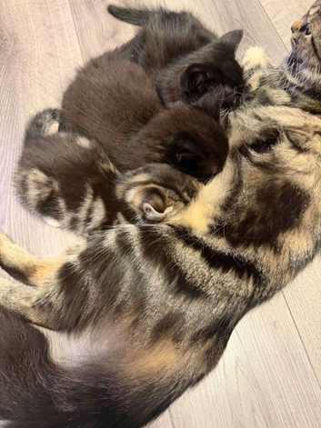 Beautiful fluffy kittens
