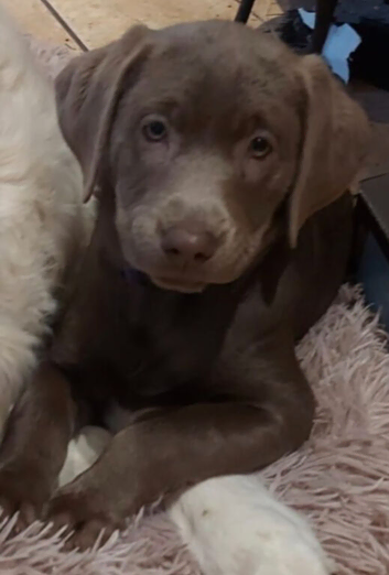 Beautiful Silver labrador pups for sale