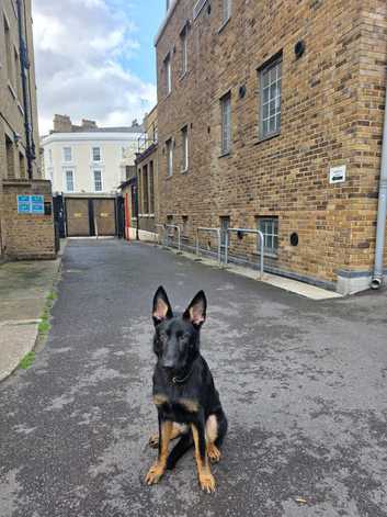Female Black&Tan German Shepherd