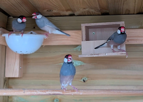 4 Java Finches/Sparrows &pound;40 For 4