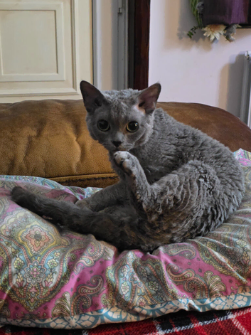 Julio  GCCF Devon Rex