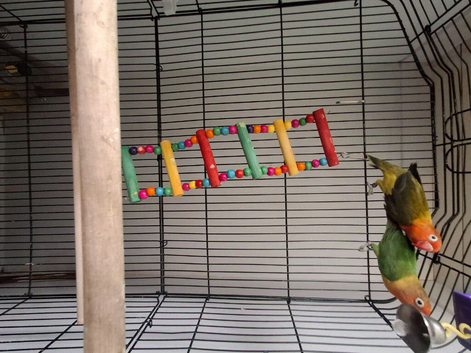 Love birds for sale