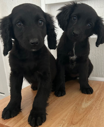 Springer spaniel X cockerpoo pups