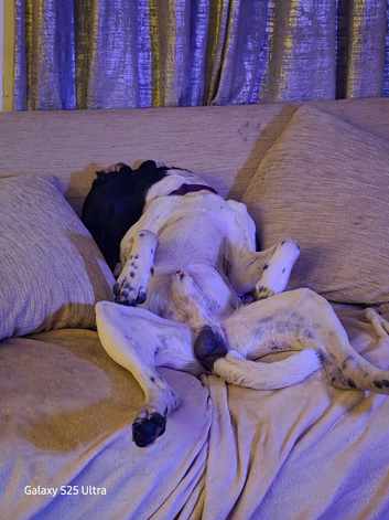 Spaniel x