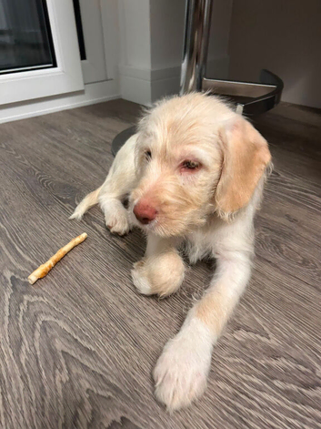 Beautiful Labradoodle