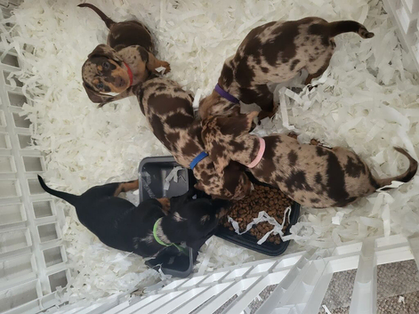 Beautiful dapple dachshunds