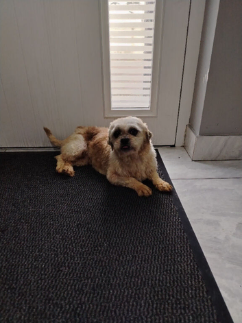 Shih Tzu 2 years old