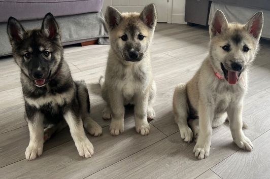 Ready now! Only 3 females left!!!!7 chunky husky puppies