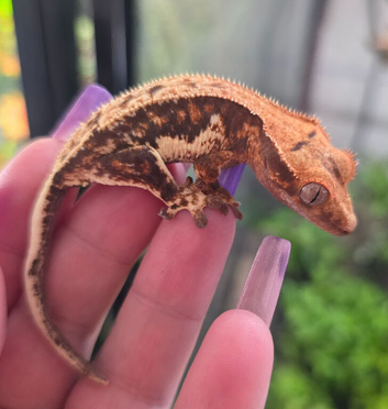 Lilly White juvenile, looking male