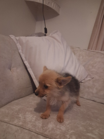 Gorgeous muffin female Yorkshire terrier