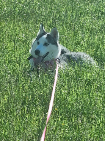 Siberian husky