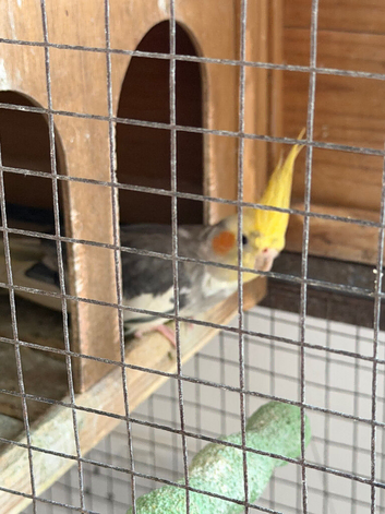 Female Yellow pied cockatiel