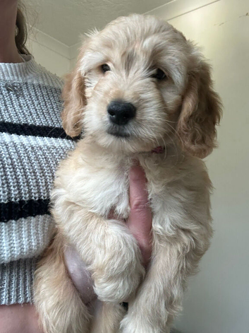Beautiful mini golden doodle puppies