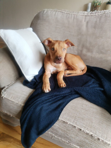 Staffordshire bull terrier cross