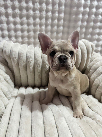 French bulldog