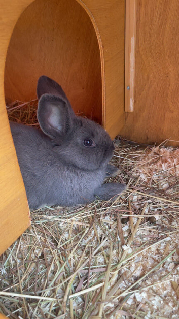 Gorgeous grey mini lop