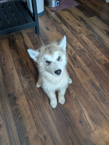 1 male left KC Reg Alaskan Malamute