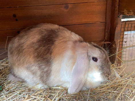 Beautiful colour mini lop