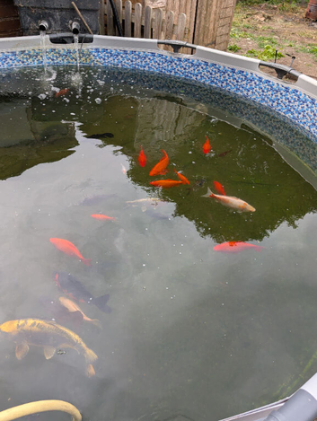 Large goldfish
