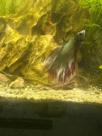Betta splendens