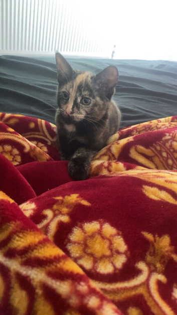 9 week old female