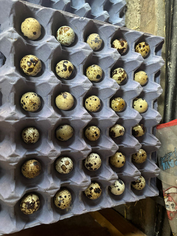 Quail Hatching Eggs