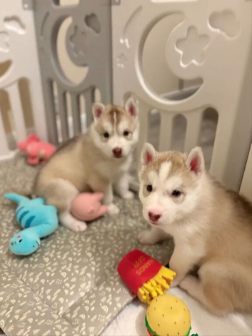 Siberian husky puppies