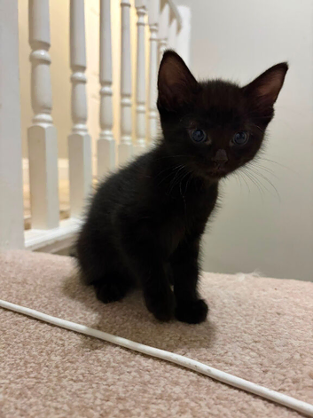 Looking for new home