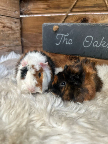 2 young boar guinea pigs
