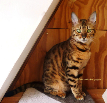 Female Friendly Bengal mother