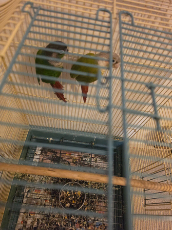 green cheek conures