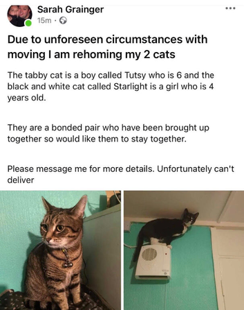 Cats