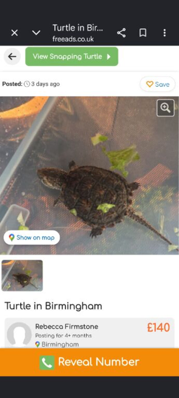 Snapping turtle