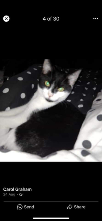 3 YEAR OLD MALE NEAUTERED CAT FOR SALE