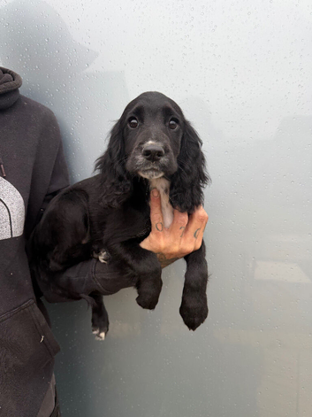 Cocker spaniel puppy