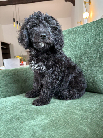 last puppy left best saved until last!! Reduced!! St Berdoodle x sproodle puppies (READY NOW)