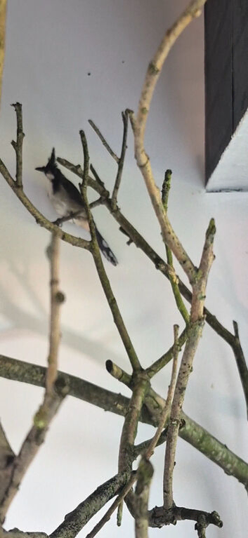 Himalayas bulbul and female redwiskered  bulbul