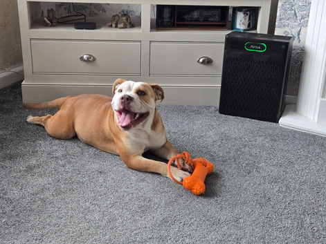 Bulldog